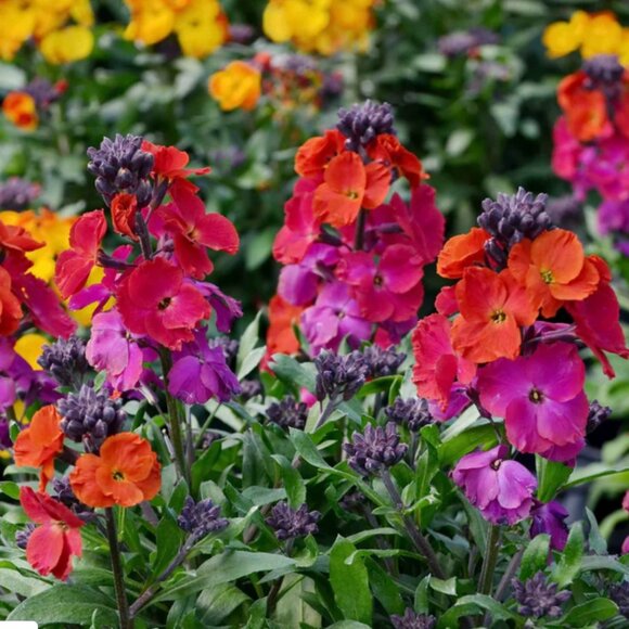 Meet the Posher - Picture 1 of 1